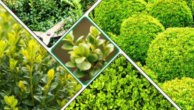 Bukszpan – piękno ogrodu. Poradnik o pielęgnacji i o ochronie krzewów.