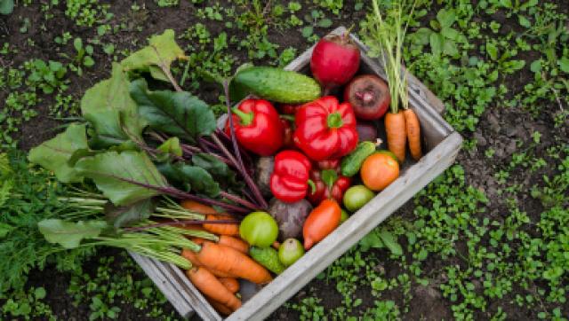 Rozpoczęcie Sezonu - Przygotowanie do Prac w Ogrodzie Warzywnym