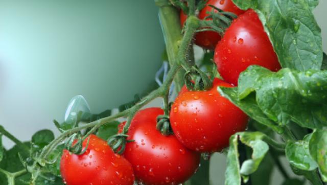 Tajemnica Pysznych Pomidorów - Jak O Nie Zadbać